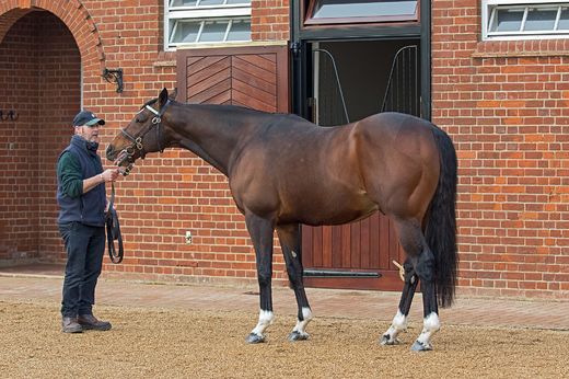 22 - Plemeník Frankel v hřebčíně Banstead Manor Stud (Juddm